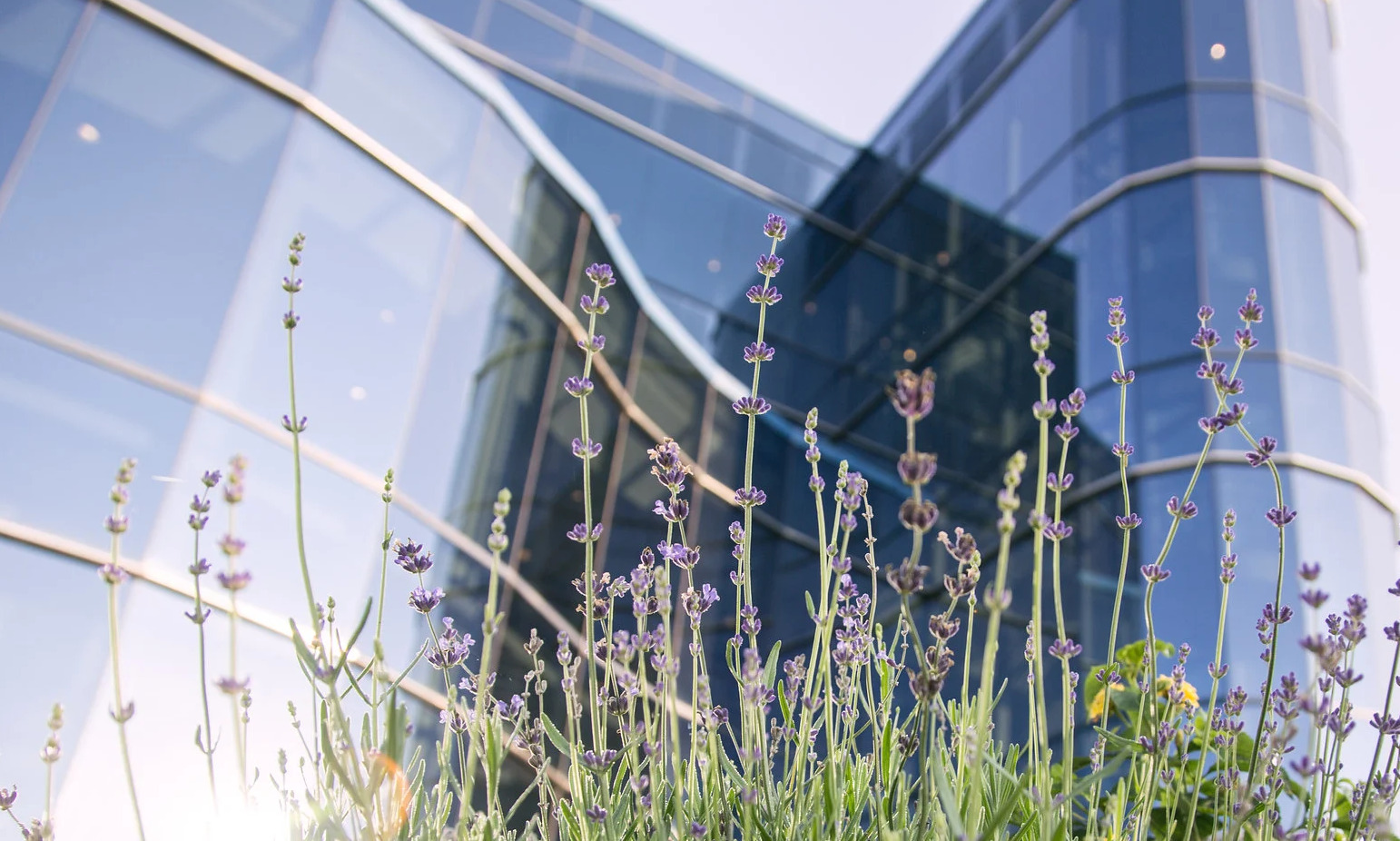 Põhja-Ameerika divisjoni vastus ettepanekule kehtestada riigis "ühtne puhkepäev"